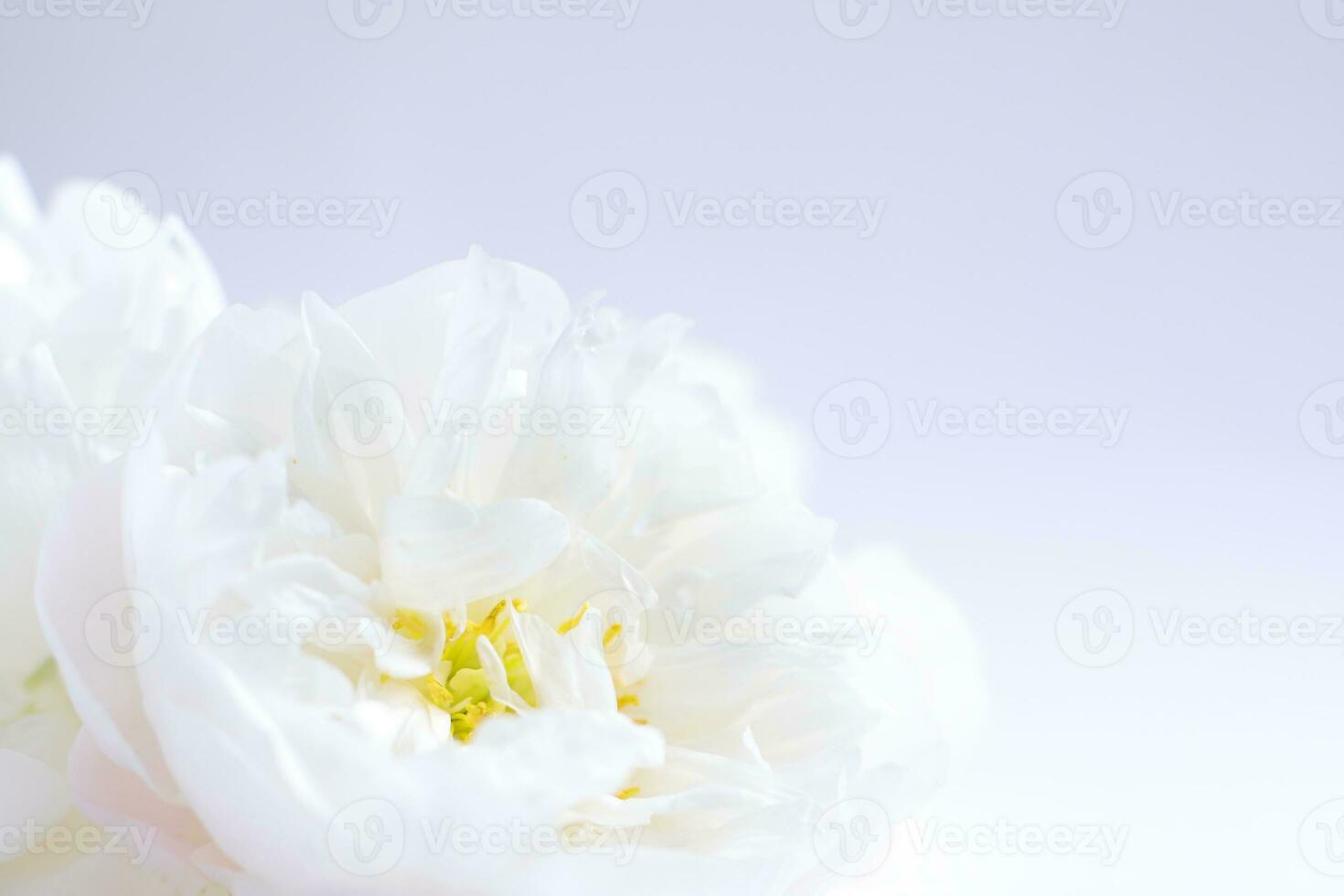 White peony flowers, floral background, flower card photo