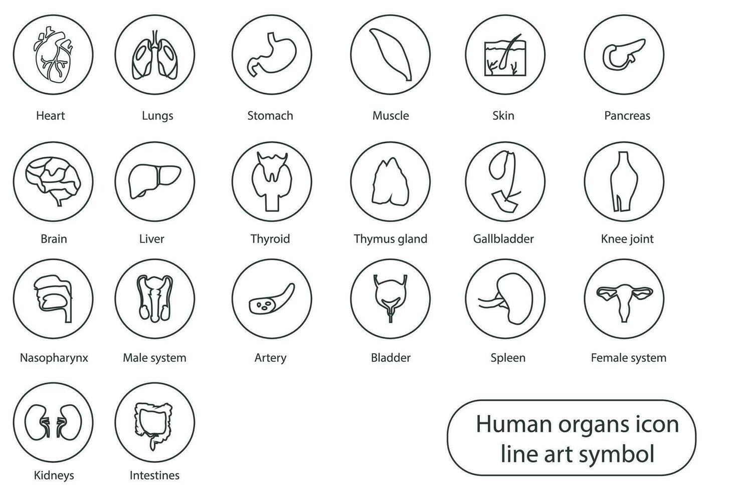 Human internal organs hand drawn line icon. Minimal vector illustration with a simple thin line icon