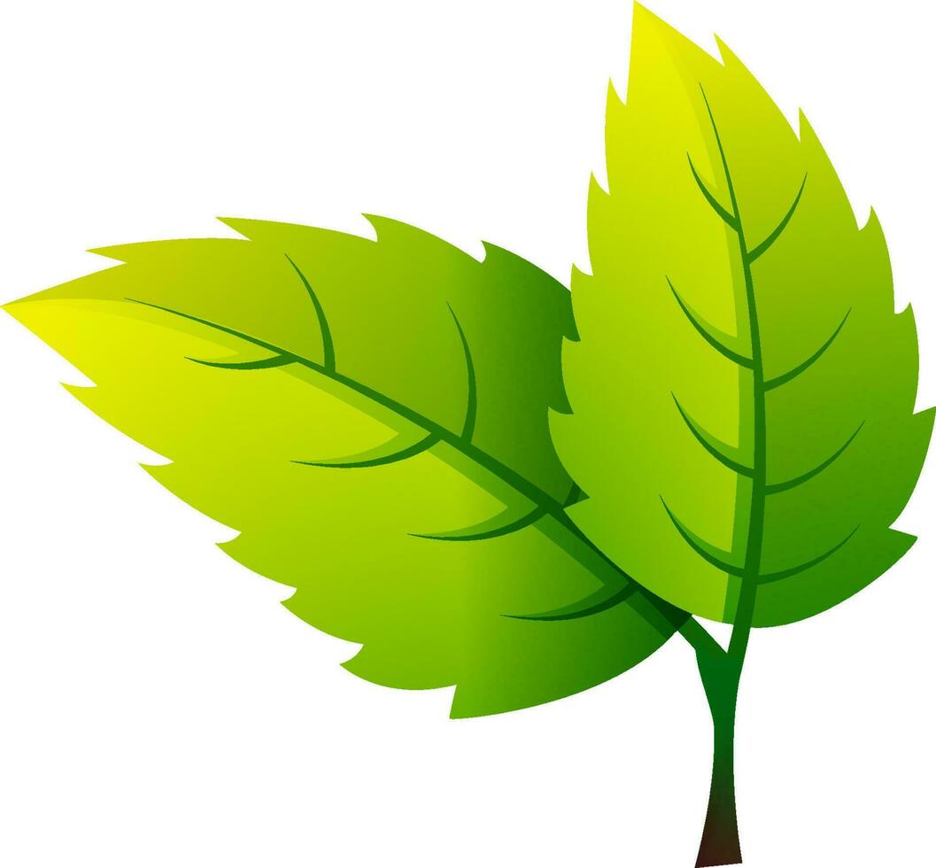 Shiny leaves in green color. vector