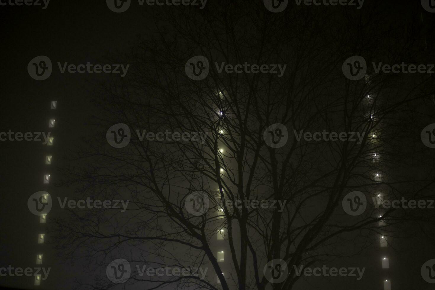 árbol niebla a noche. niebla en ciudad en noche. melancólico árbol sin hojas en oscuro. foto