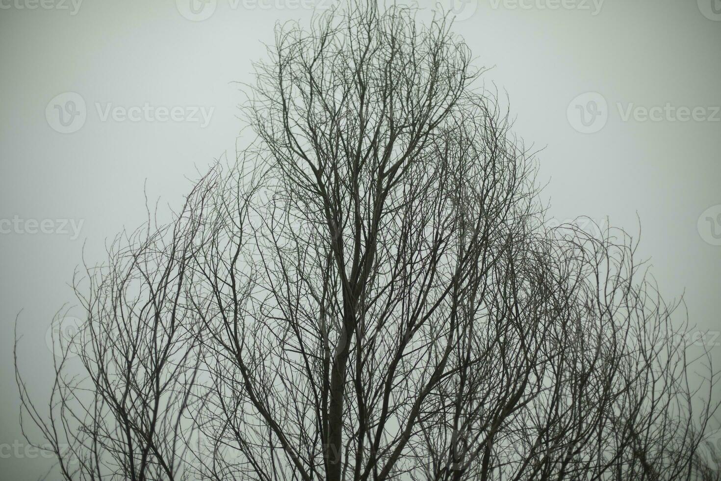 Tree in park against gray sky. Branches of tree. Plant without leaves. photo