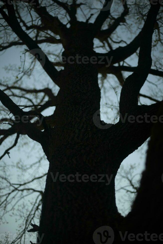 Oak in evening. Oak branches. Branches without leaves. photo