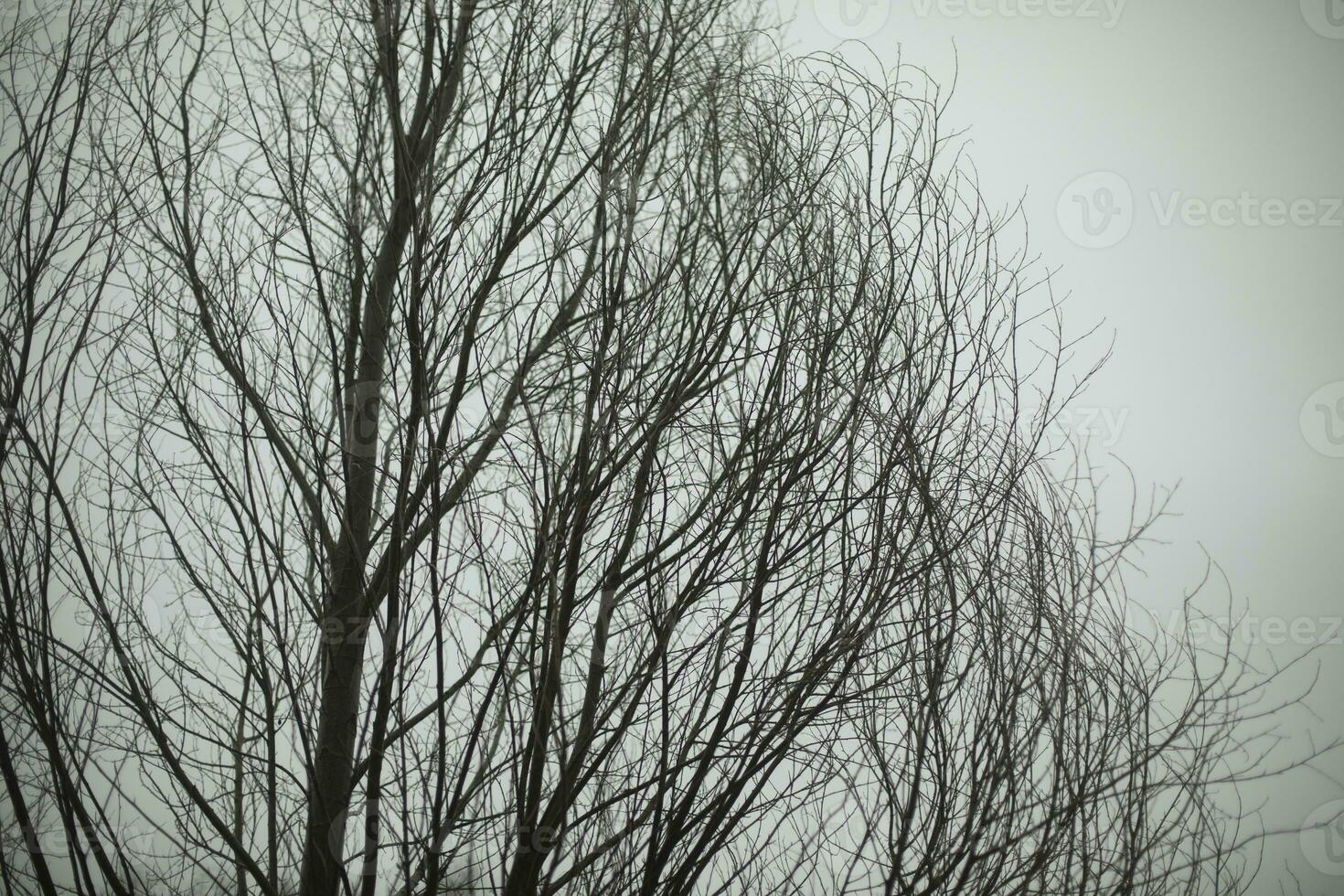 árbol en contra gris cielo. árbol sin hojas. negro sucursales. foto