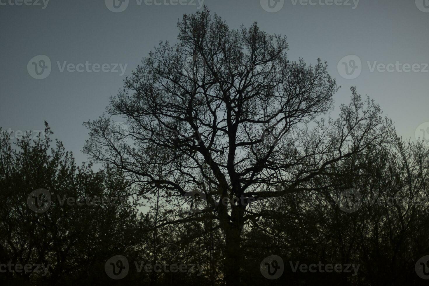 Large oak tree in forest. Tree in park. Sprawling oak branches. photo