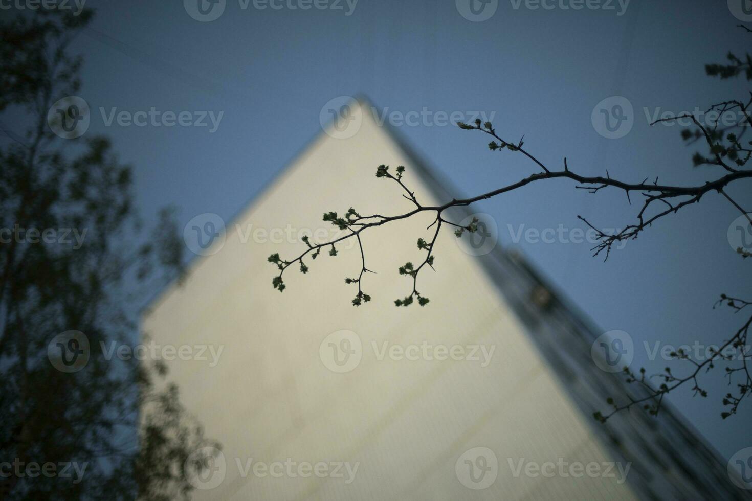 Tree branch against background of sky and house. Spring branch of tree. Plant on street. photo