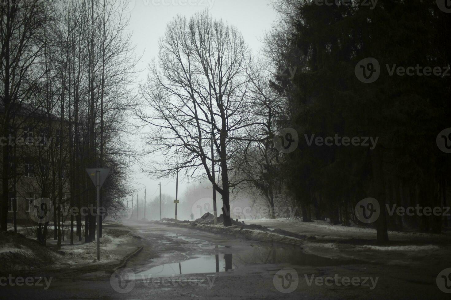 Large tree on road on gray day. Pamorous weather in spring. Puddle in road. photo