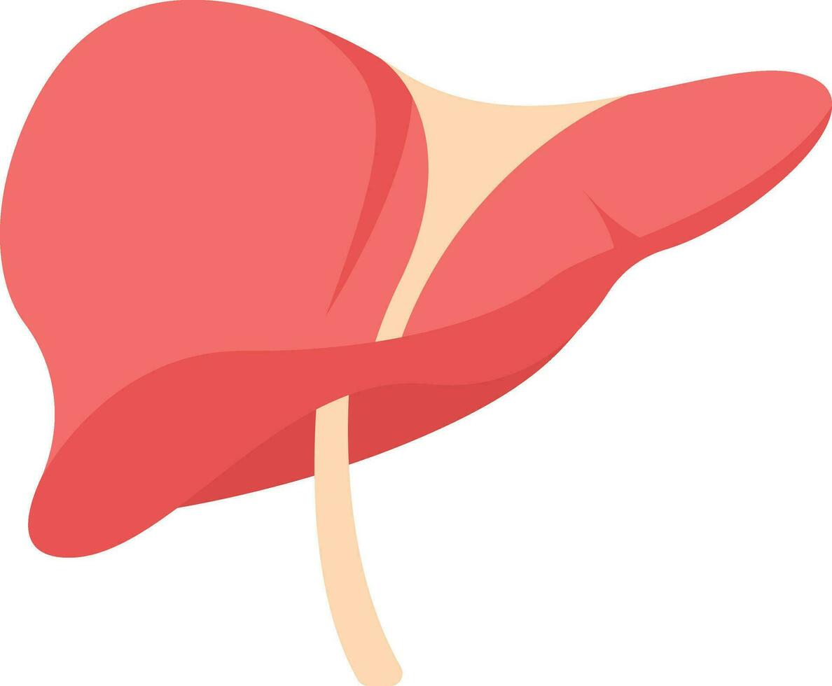 Red Anatomy Liver Icon In Flat Style. vector