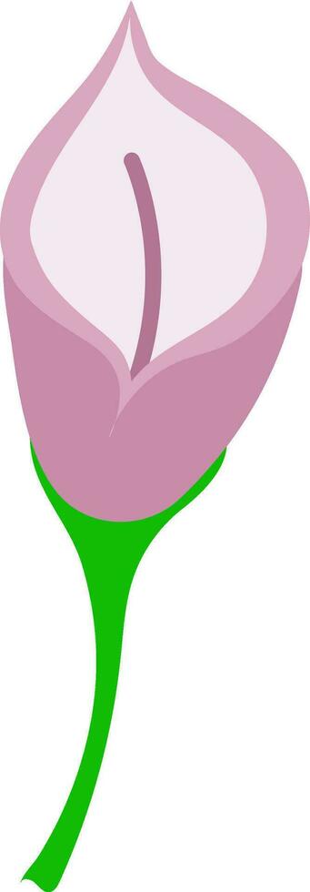 Vector Illustration Of Pink Calla Lilly Flower.