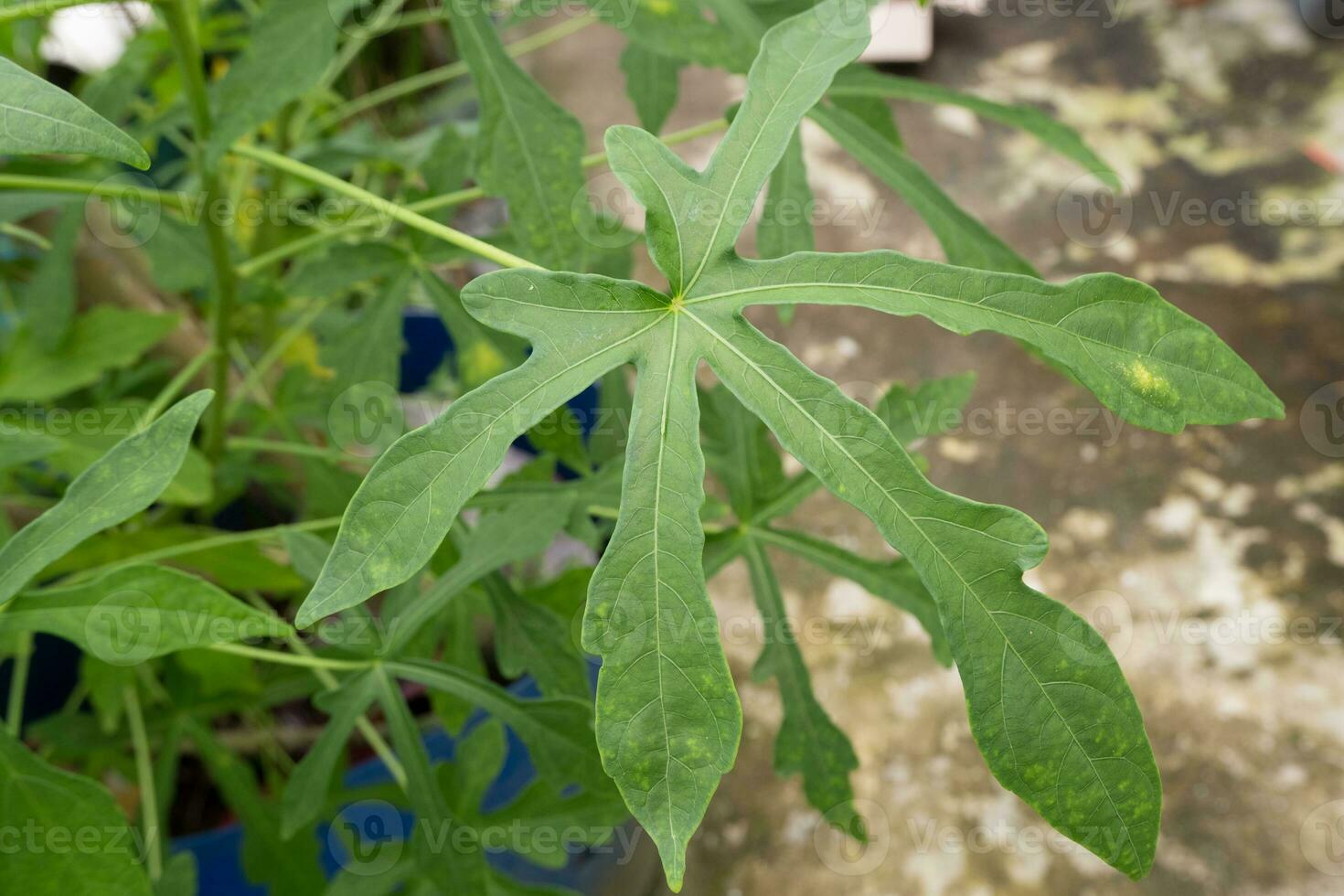 Abelmoschus manihot leaves in Indonesian it is called gedi leaf or pepaya jepang, the leaves resemble papaya leaves and have many health benefits and are often used as traditional herbal medicine photo