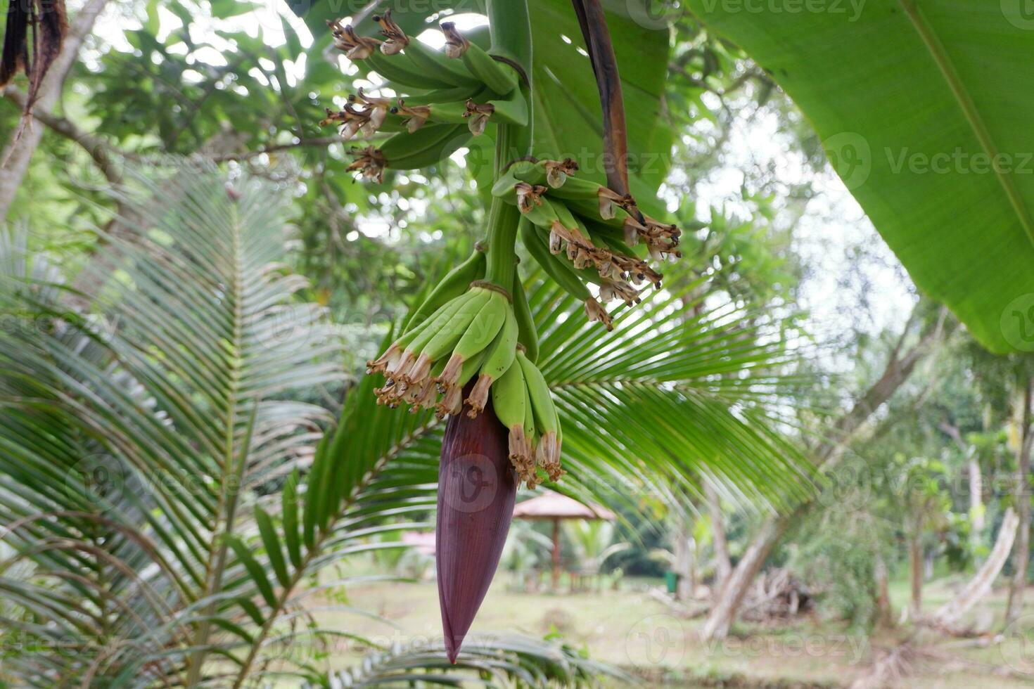 selective focus on banana bud or red banana heart, in Indonesia it is often used for mixed vegetables. Banana flower contains lots of potassium, fiber and vitamins that are beneficial for the body photo