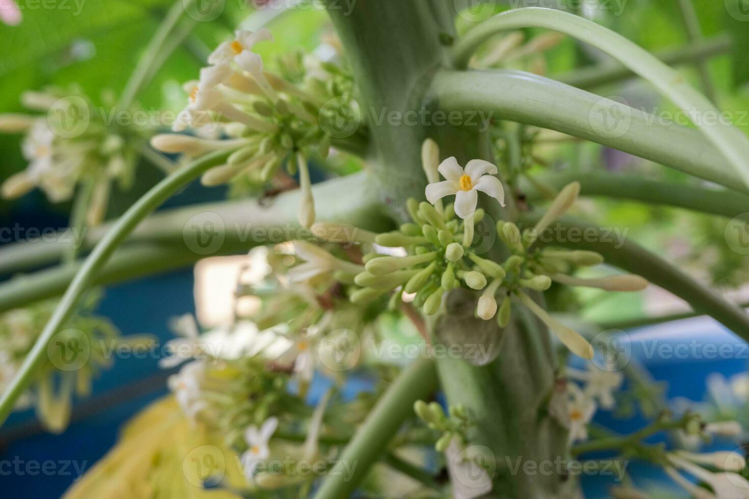 selective focus Papaya flowers hang on trees, papaya flowers are good for heart health. soft focus photo