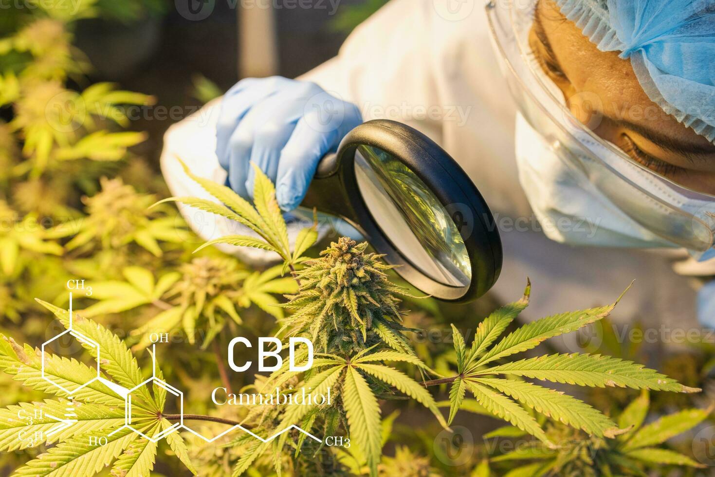 Marijuana research, CBD hemp oil, Female  scientist checking and researched cannabis plants in greenhouse. marijuana alternative herbal medicine concept. photo