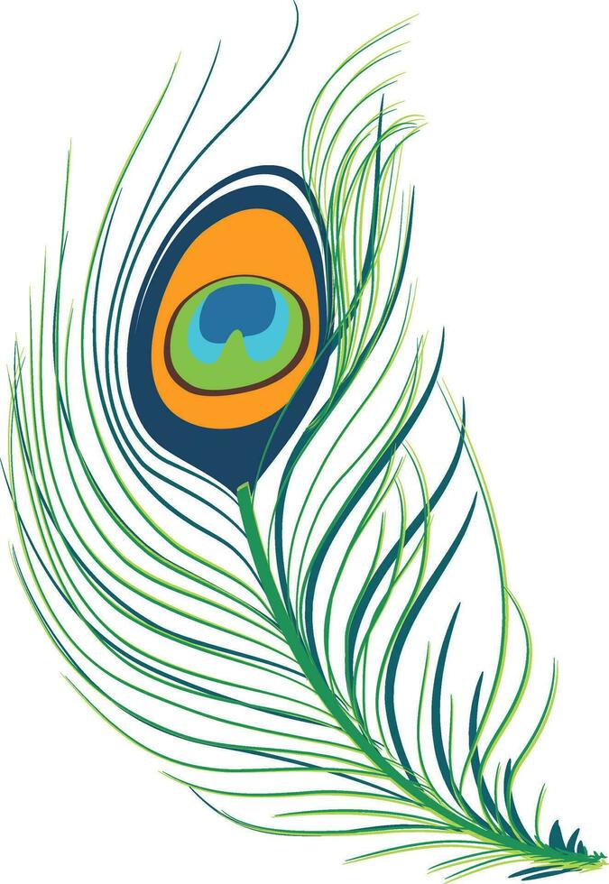Illustration of beautiful peacock feather. vector
