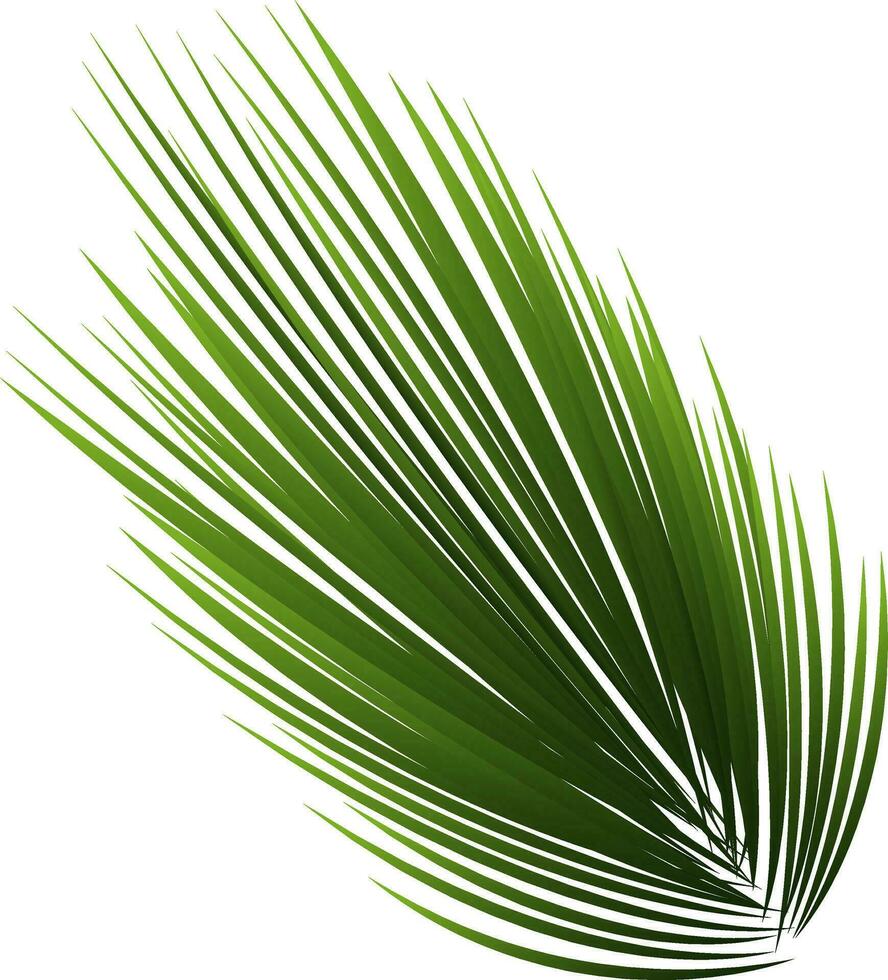 Illustration Of Spiky Leaves On White Background. vector