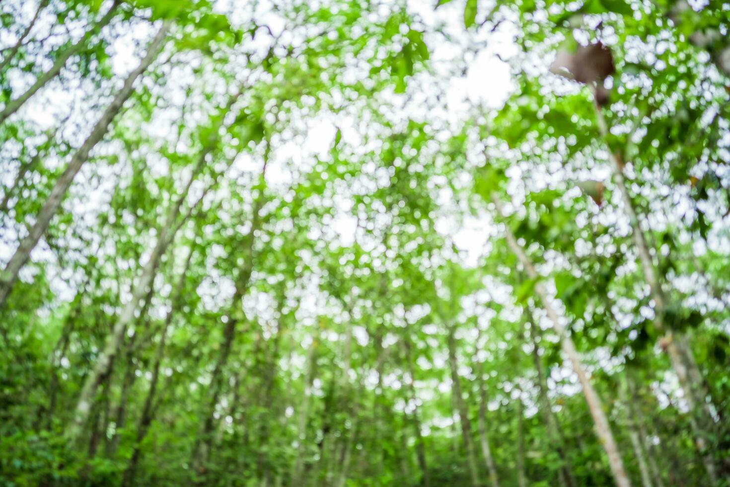 The Cu Chi tunnels were the Viet Cong's base of operations for the Tet Offensive in 1968. Famous tourist attraction in Vietnam. Stock photo