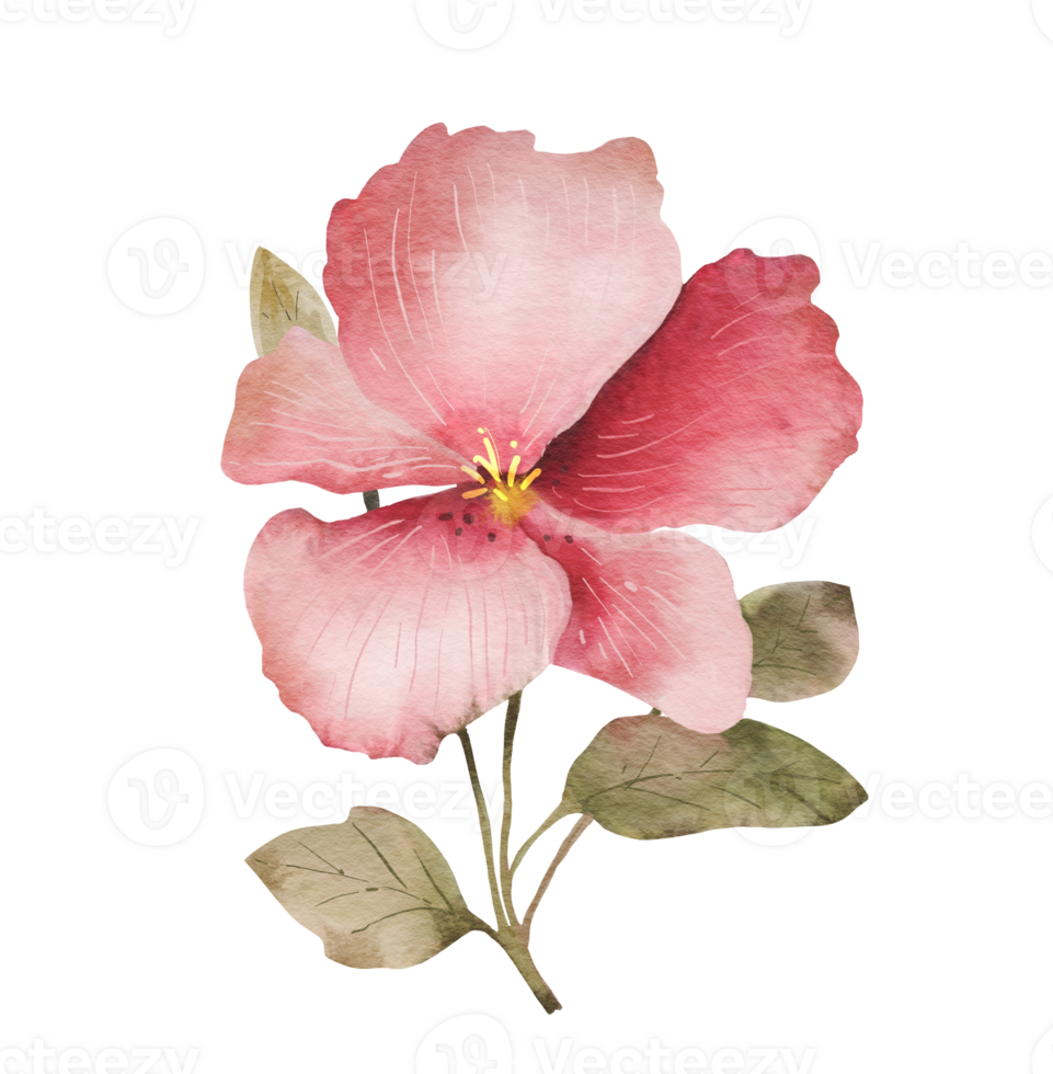 Large isolated pink flower, watercolor illustration for postcards and design. png