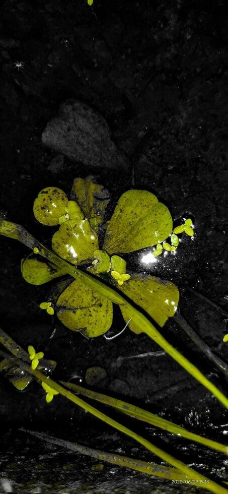 flower nature leaf tree photo