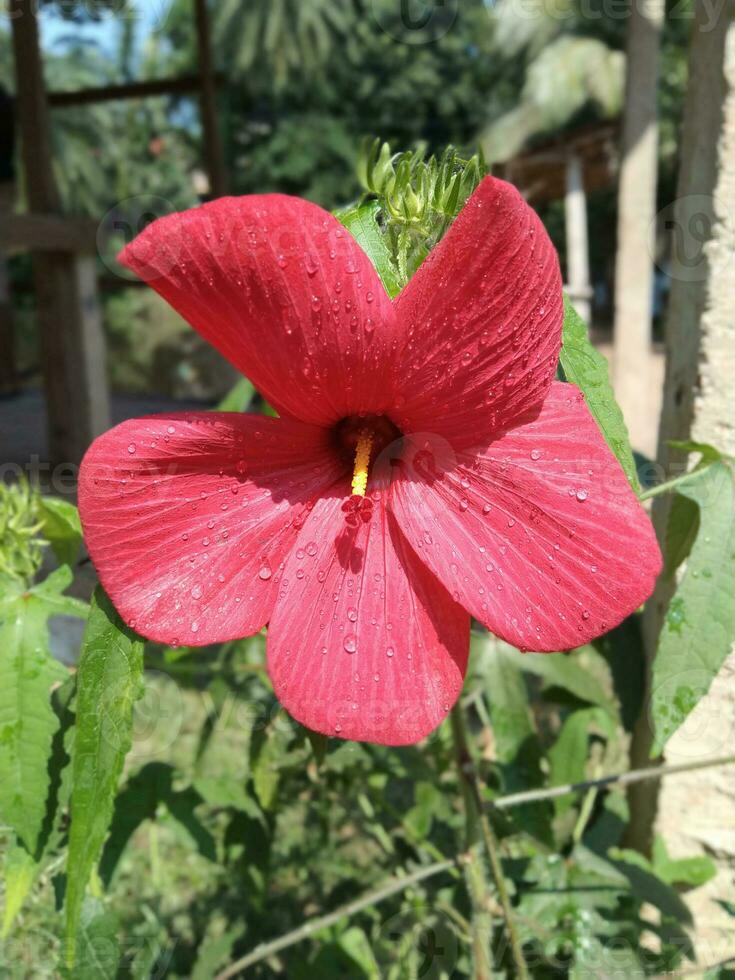 flor rojo Rosa árbol naturaleza hermosa foto