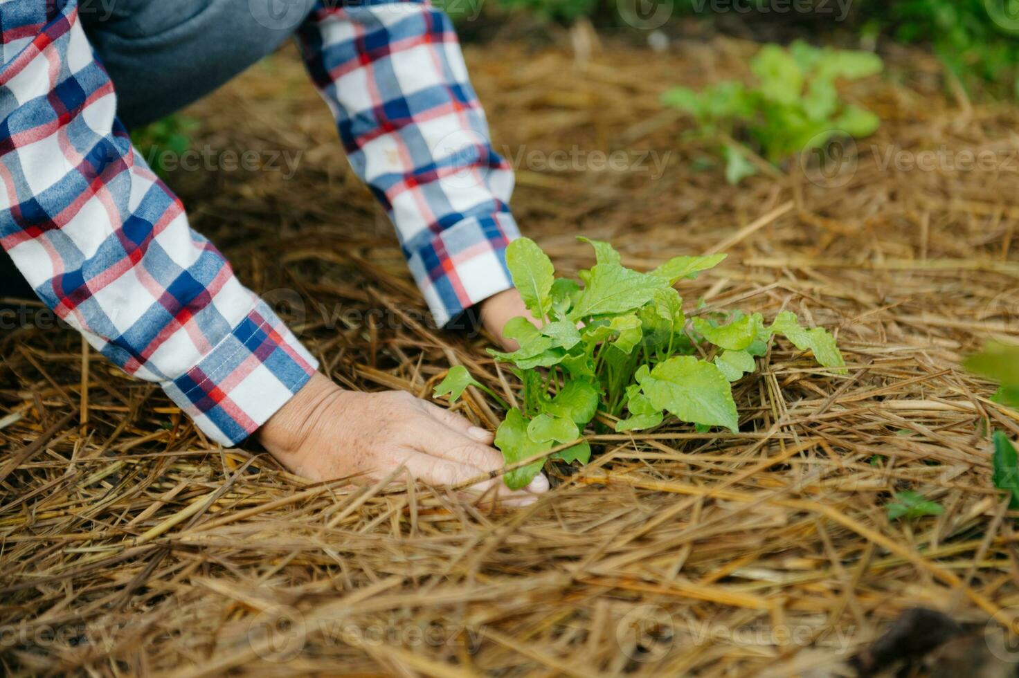 Hands holding and caring a green young plant. Care about environment. in sun light photo
