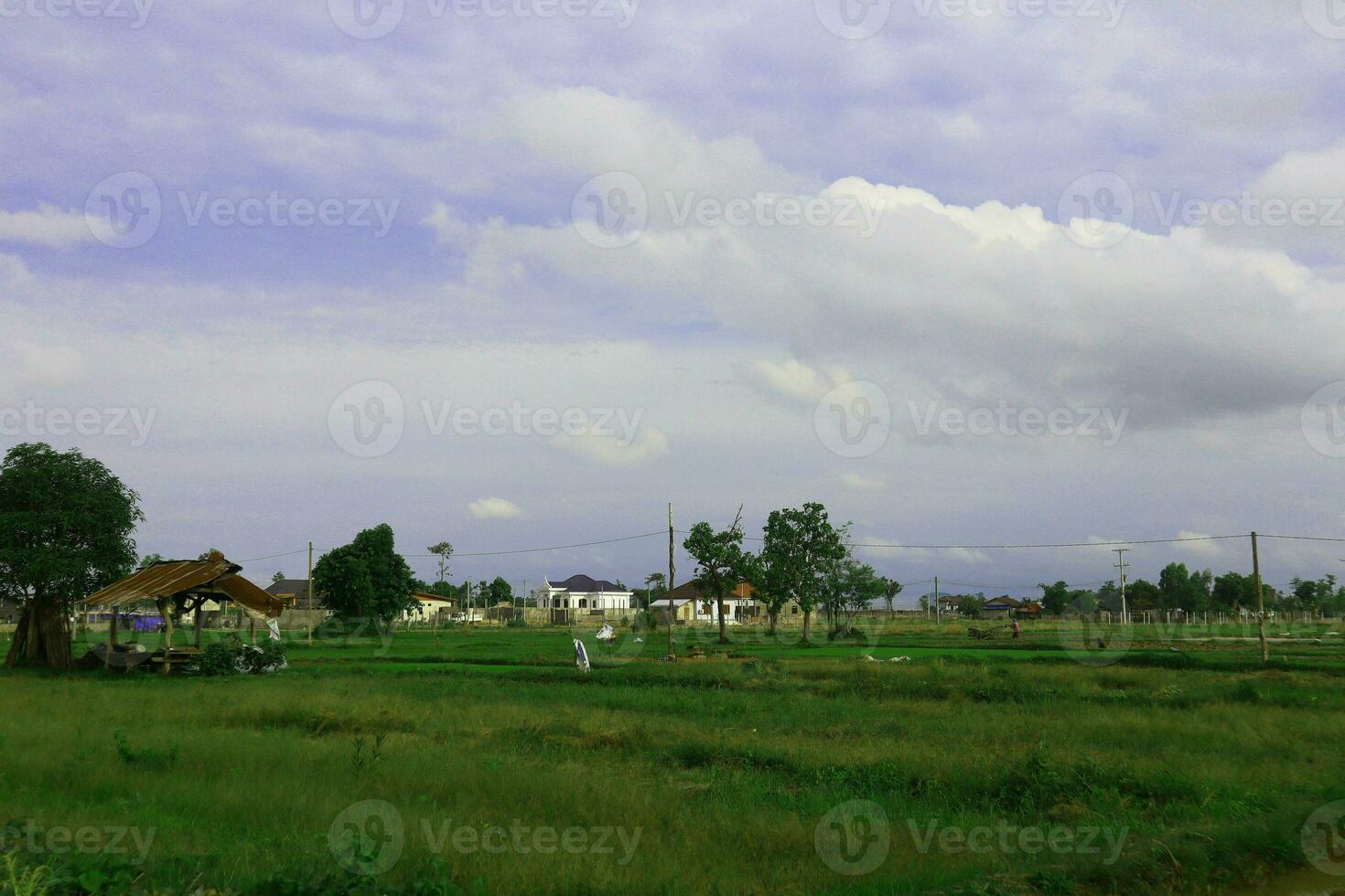 Landscape of rice field with blue sky and white clouds in the countryside photo