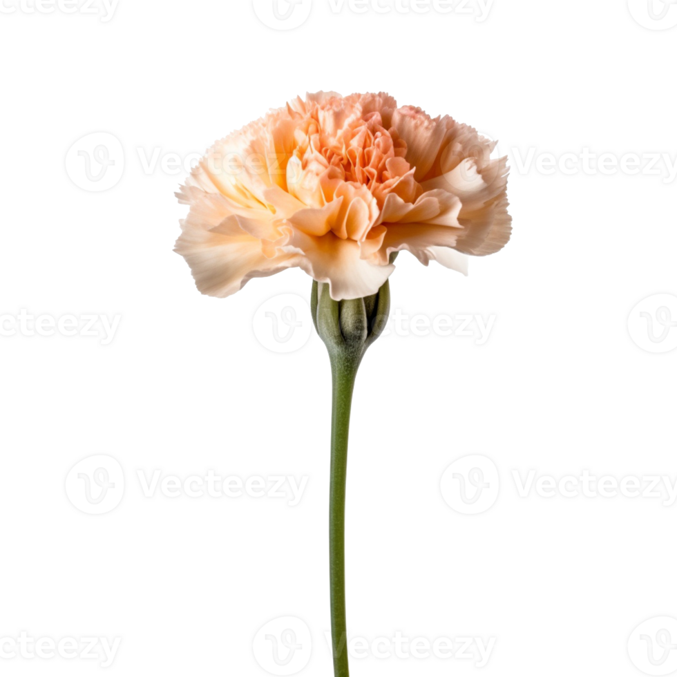 Carnation flower isolated on background with png