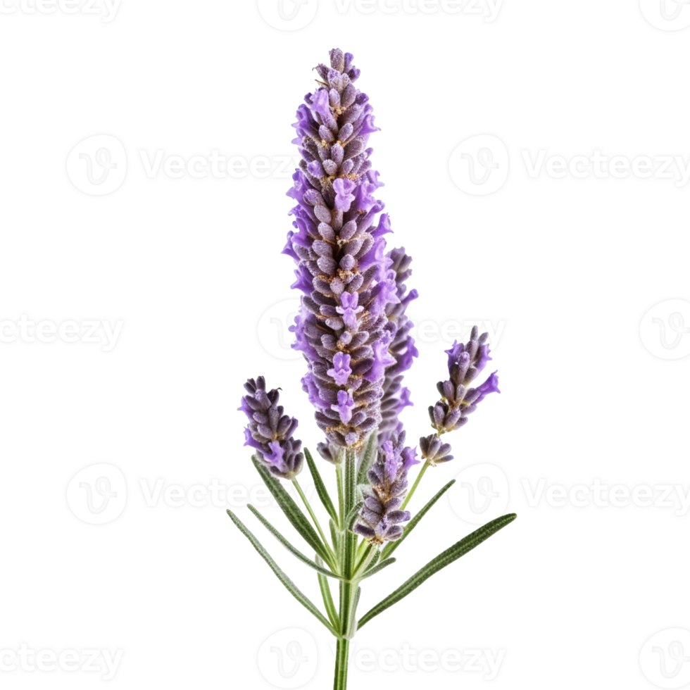 Lavender flower isolated on background with Generative AI png