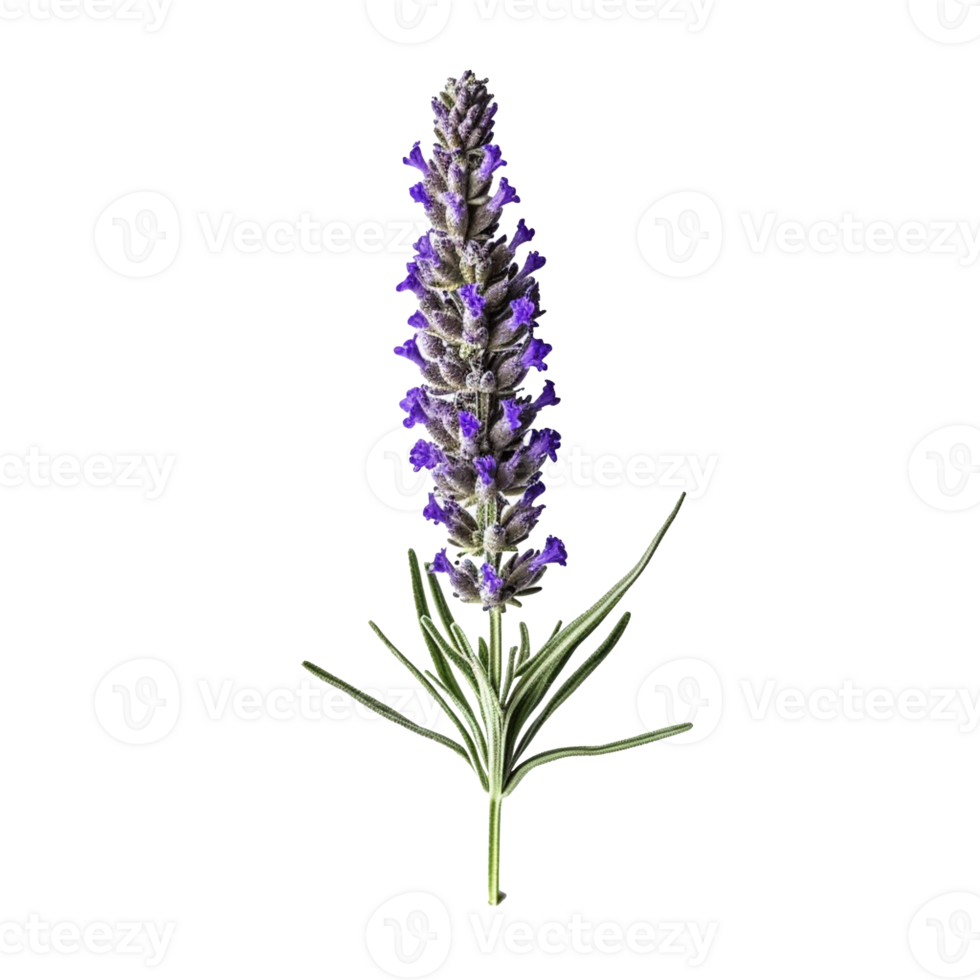 Lavender flower isolated on background with png