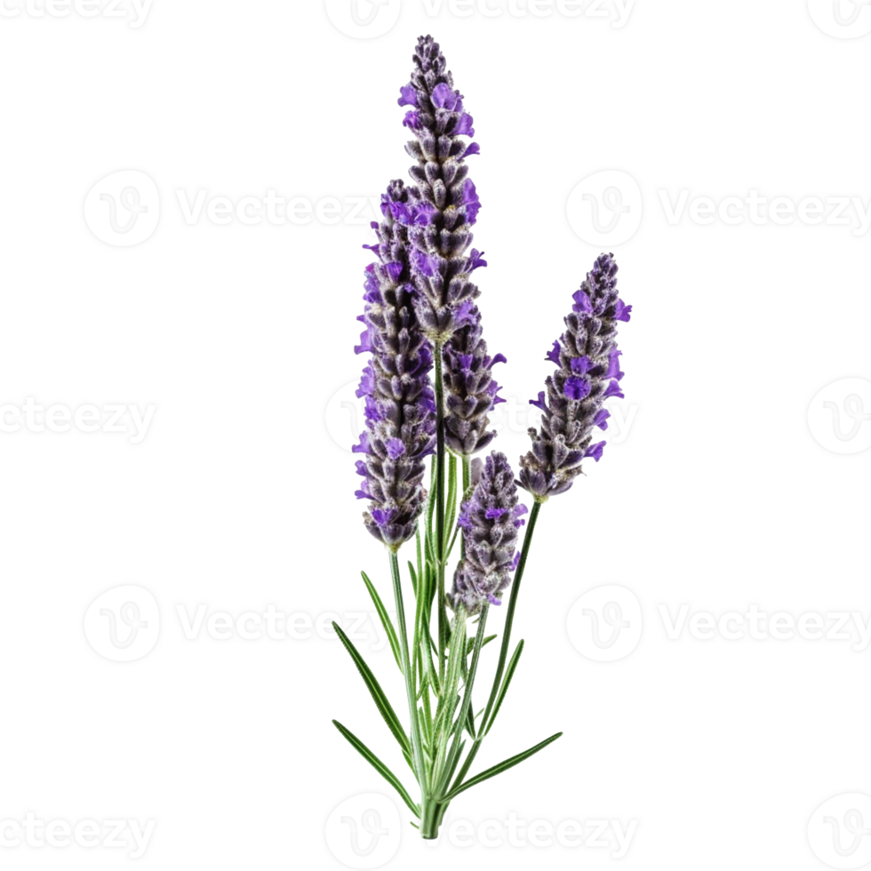 Lavender flower isolated on background with Generative AI png