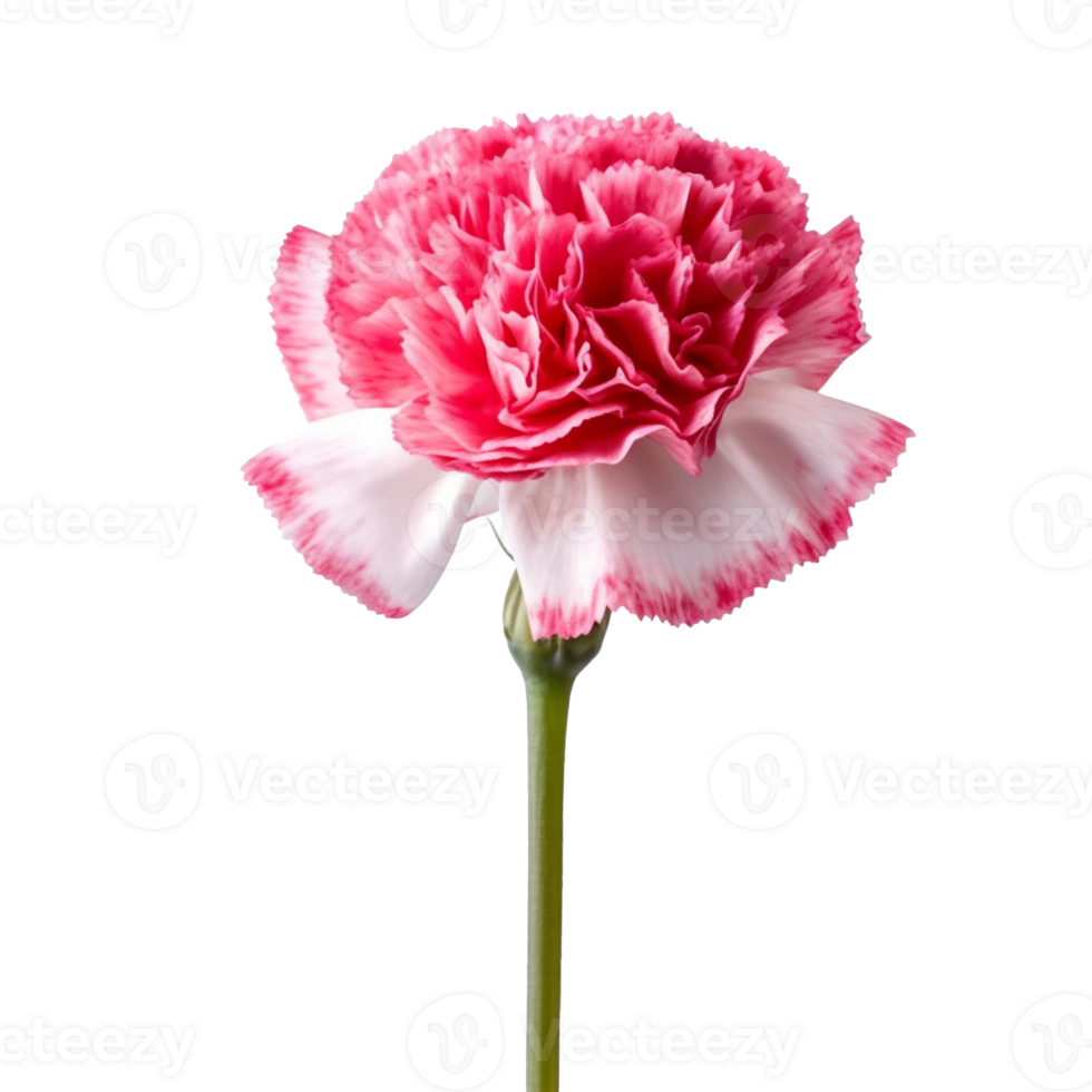 Carnation flower isolated on background with png
