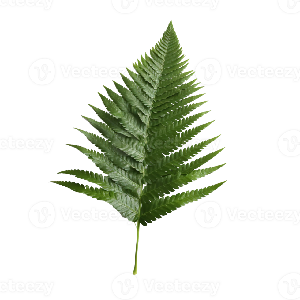 Fern Leaf isolated on background with Generative AI png