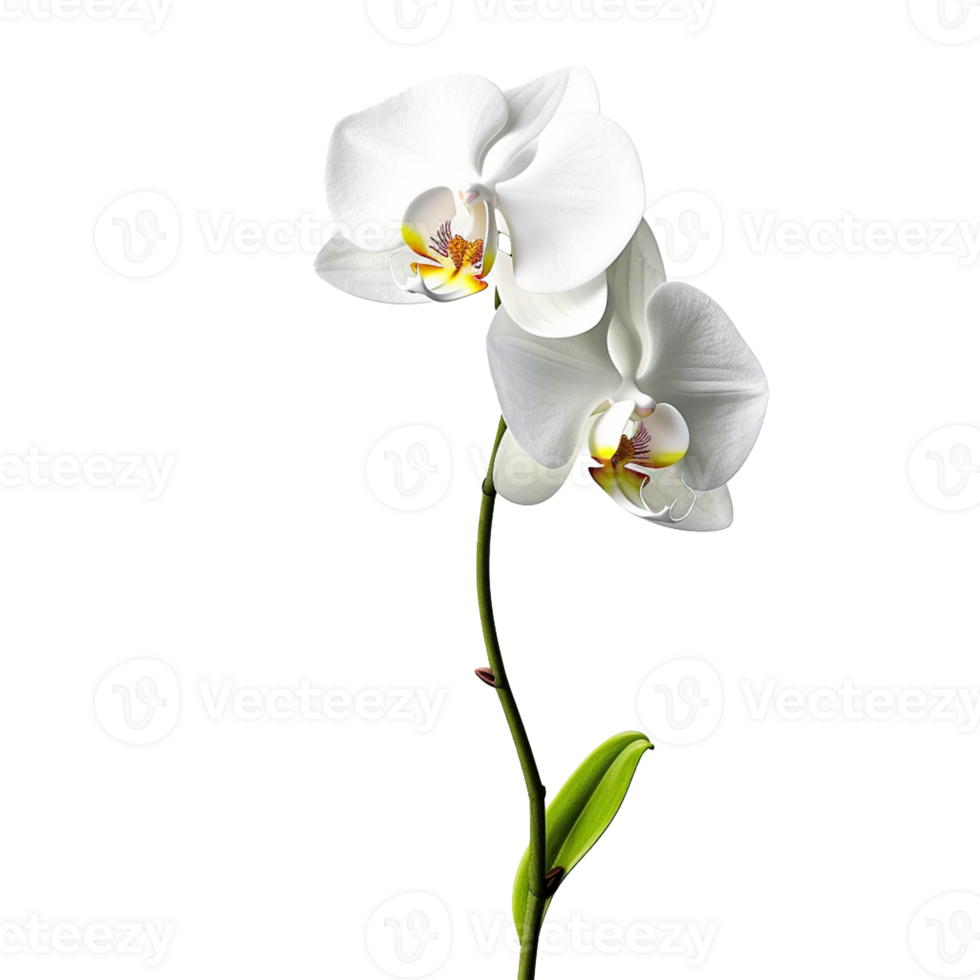 Orchid flower isolated on background with png