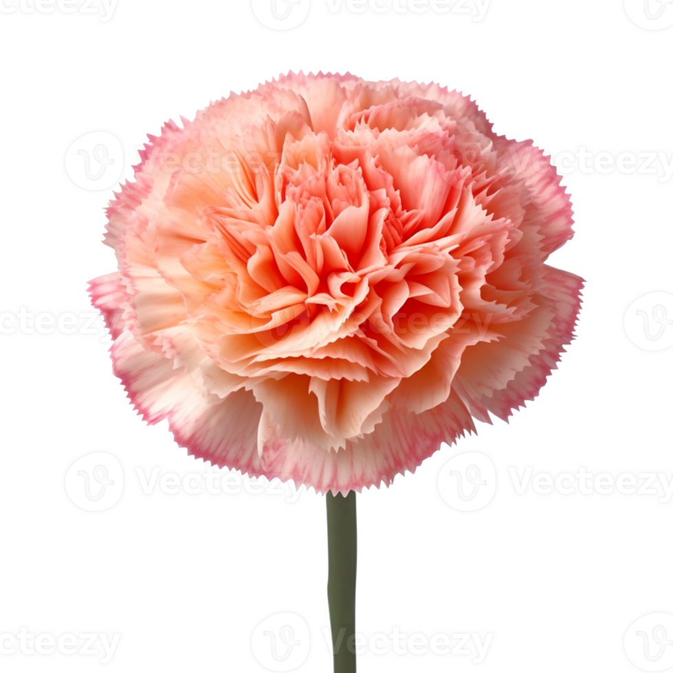 Carnation flower isolated on background with png