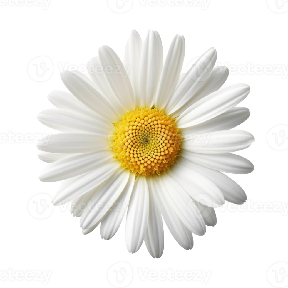 Daisy flower isolated on background with Generative AI png