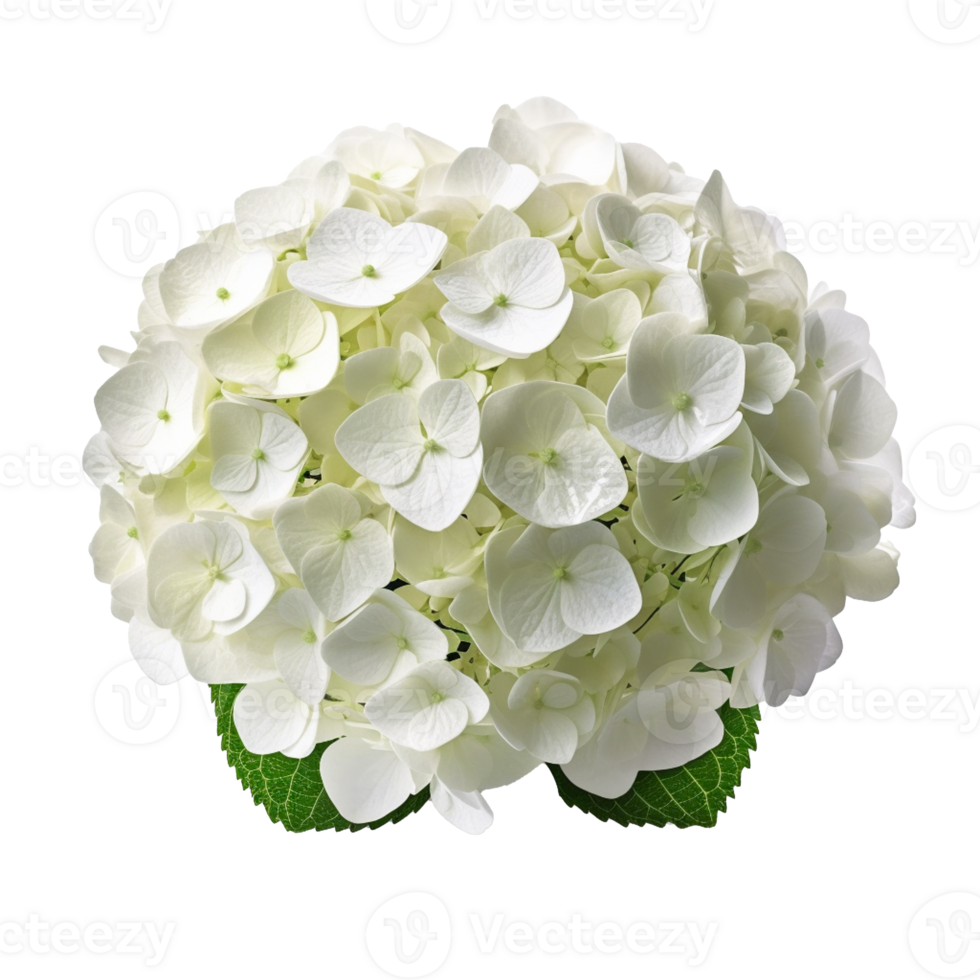 Hydrangea flower isolated on background with png