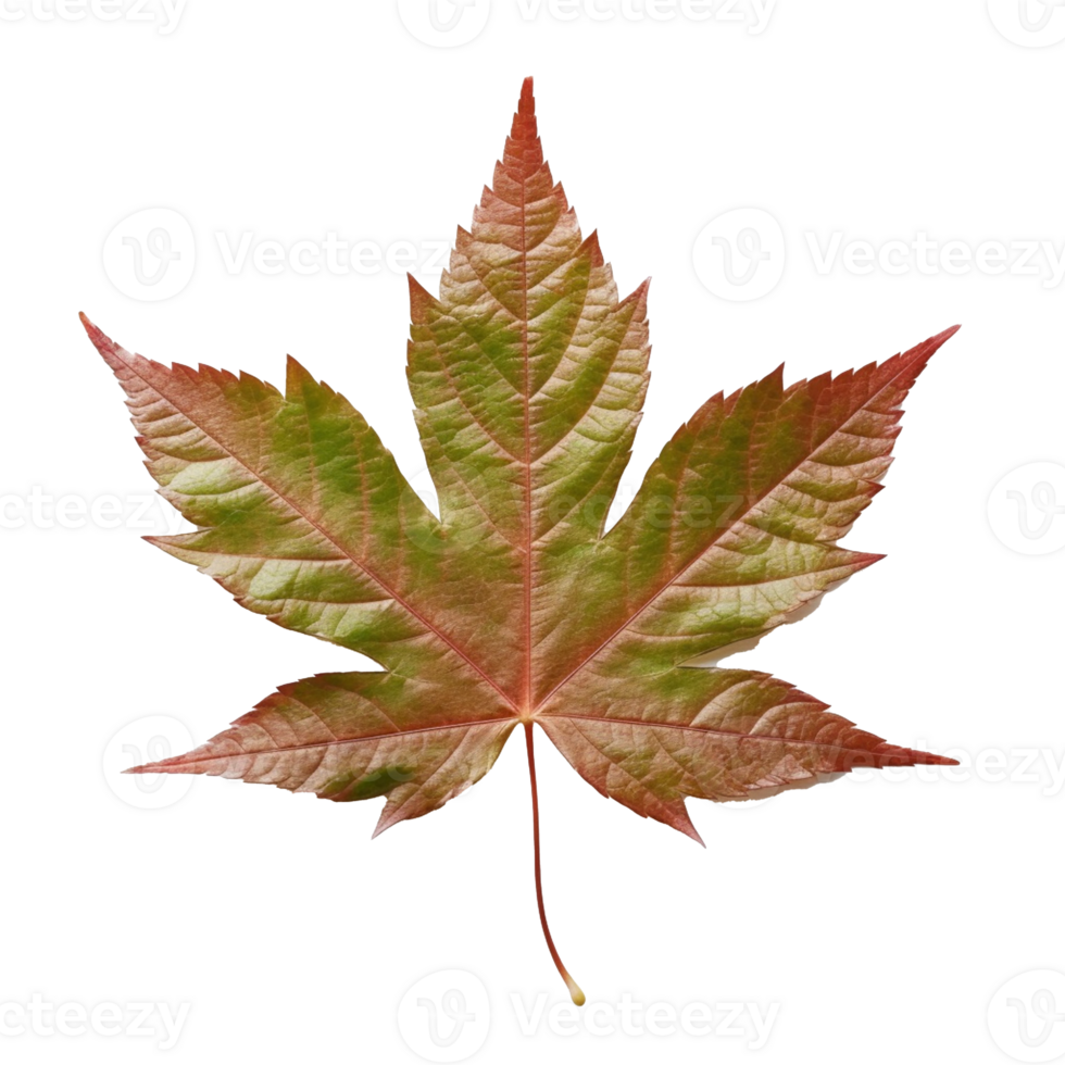 Japanese Maple Leaf isolated on background with png