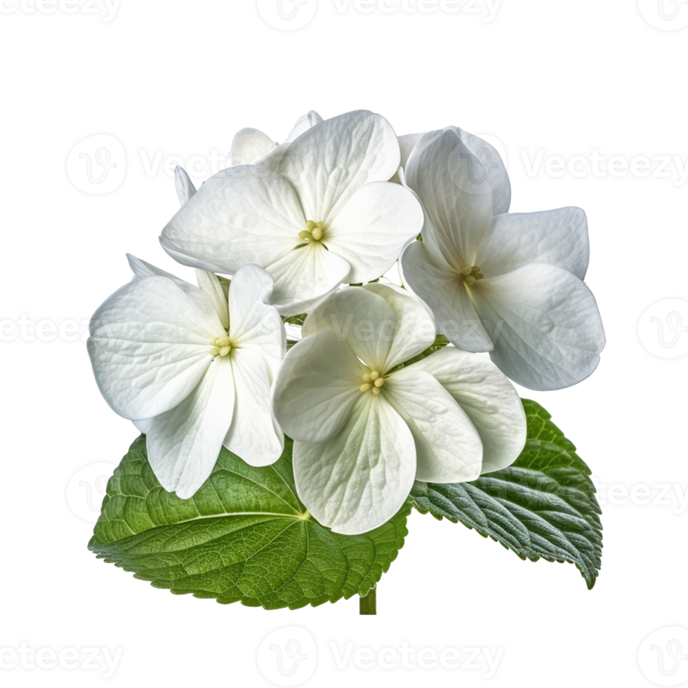 Hydrangea flower isolated on background with png