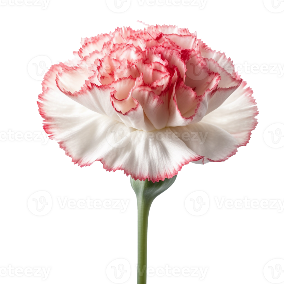 Carnation flower isolated on background with Generative AI png