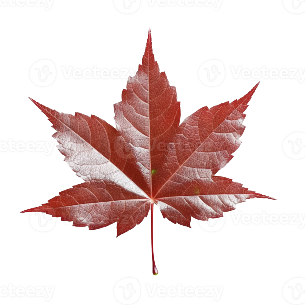 Japanese Maple Leaf isolated on background with png