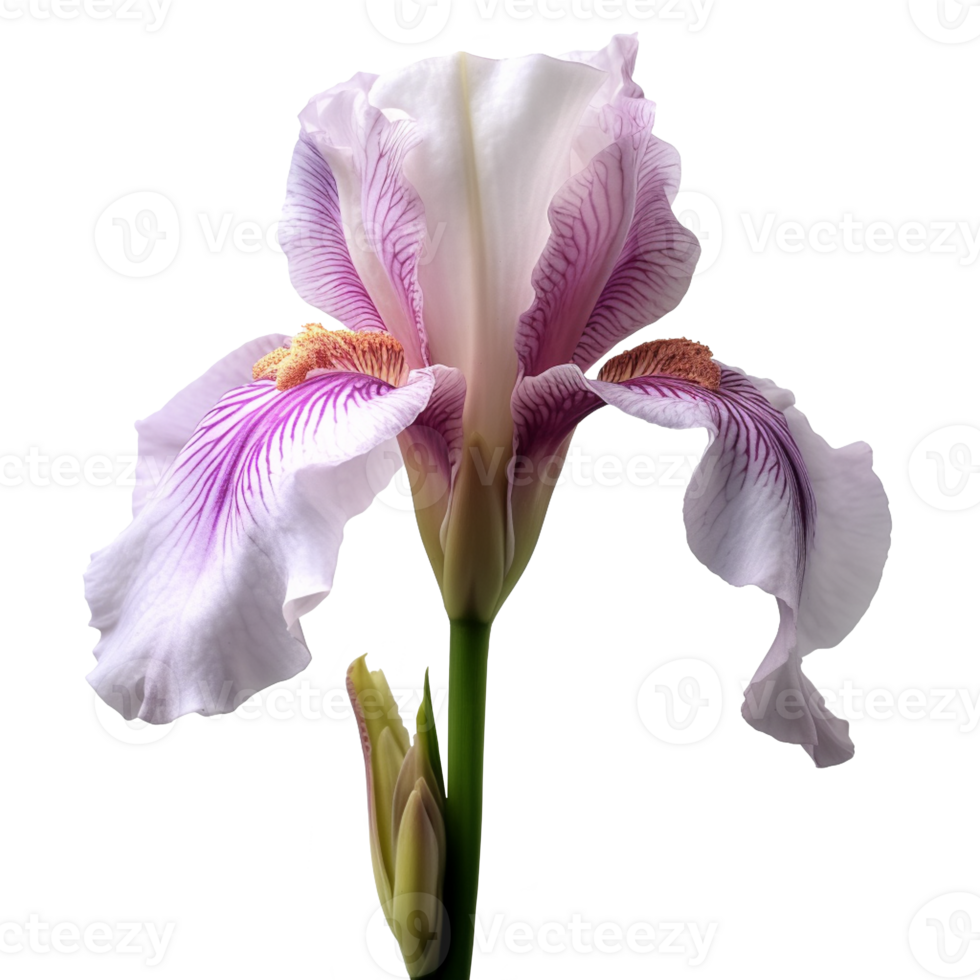 Iris flower isolated on background with png