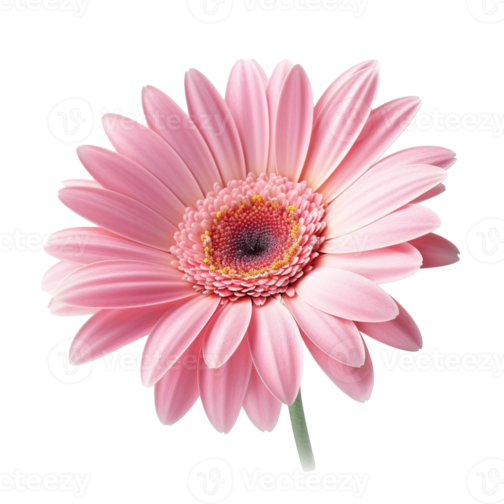 Gerbera Daisy flower isolated on background with png