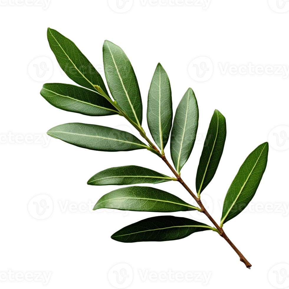Olive Leaf isolated on background with png