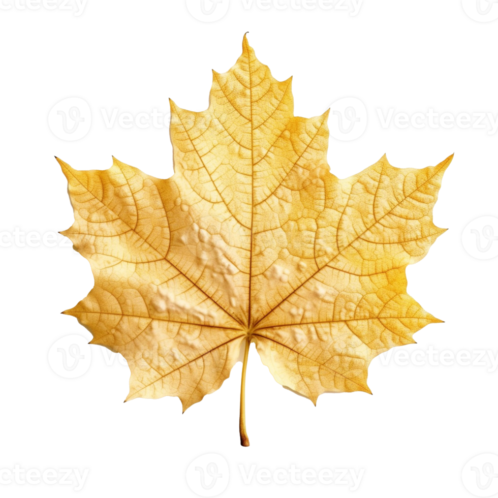 Maple Leaf isolated on background with png