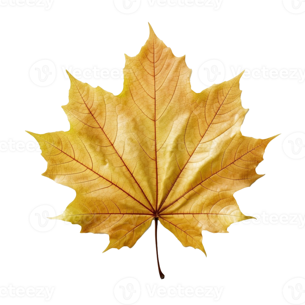 Maple Leaf isolated on background with Generative AI png