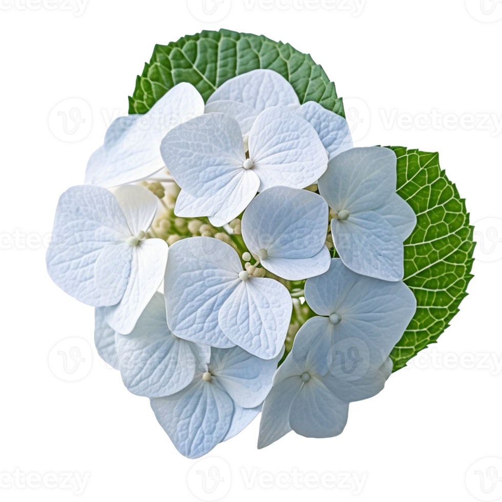 Hydrangea flower isolated on background with png