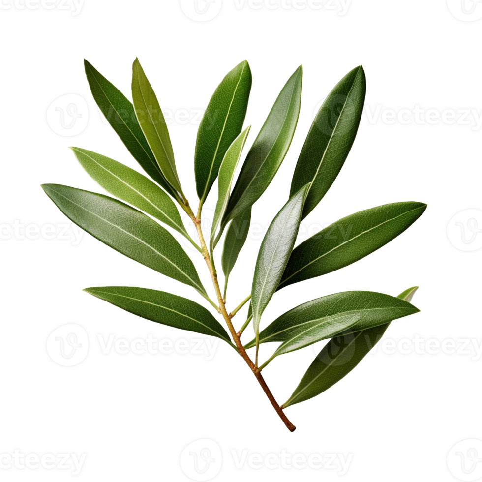 Olive Leaf isolated on background with png