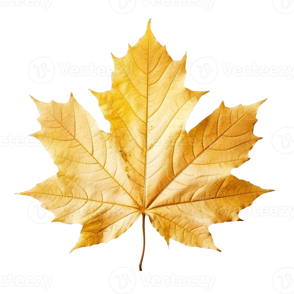 Maple Leaf isolated on background with png