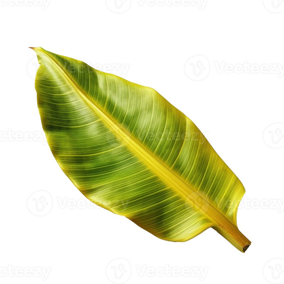 Banana Leaf isolated on background with 24954704 PNG