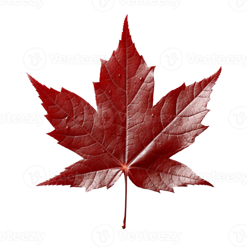 Japanese Maple Leaf isolated on background with png