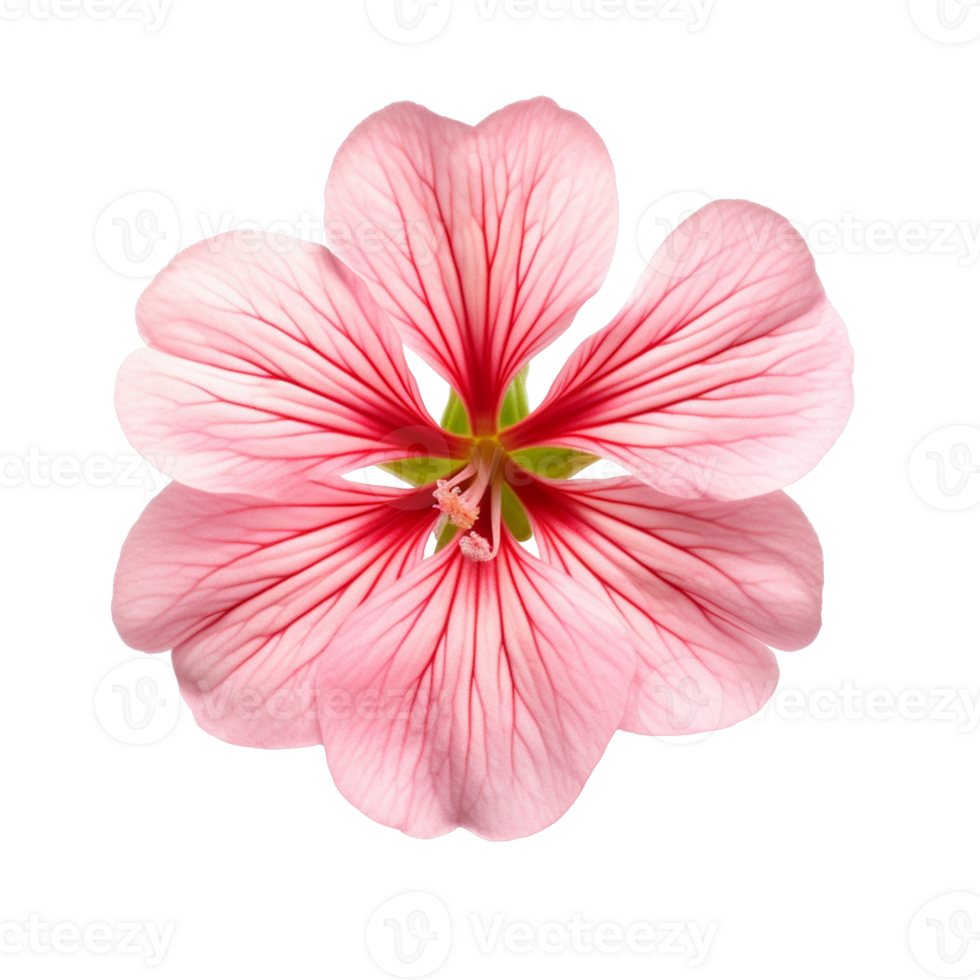 Geranium flower isolated on background with png