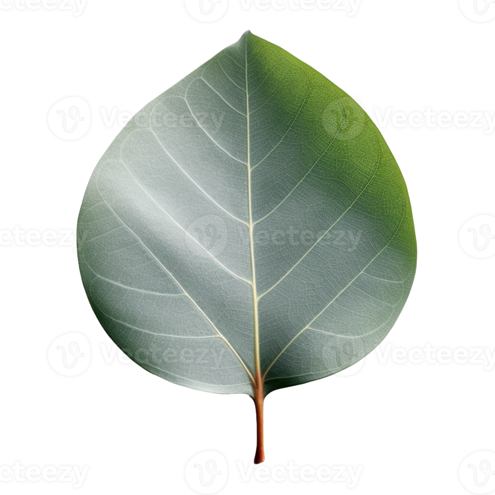 Eucalyptus Leaf isolated on background with png